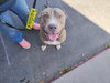 BRUCE - Photo 8