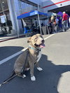 BRUCE - Photo 4
