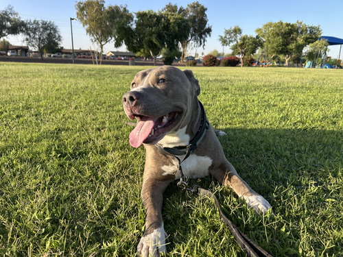 BRUCE - American Bulldog / American Pit Bull Terrier available for adoption