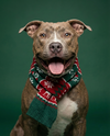 BRUCE - Photo 2