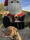BRUCE - Photo 5