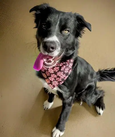 Ranger - Border Collie