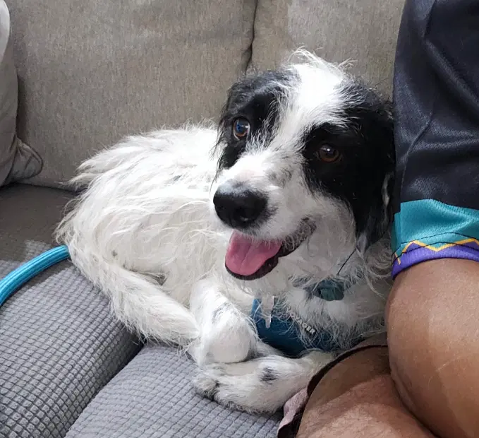 Buzz - Parson Russell Terrier