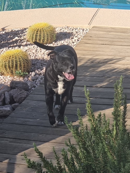 SUEDE - American Staffordshire Terrier available for adoption