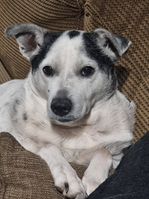 MOCHI - Rat Terrier / Australian Cattle Dog/Blue Heeler available for adoption