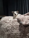 MOCHI - Photo 4