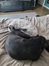 MOCHI - Photo 2