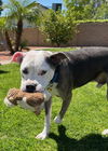 adoptable Dog in  named TOBY