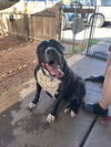 adoptable Dog in  named LUNA