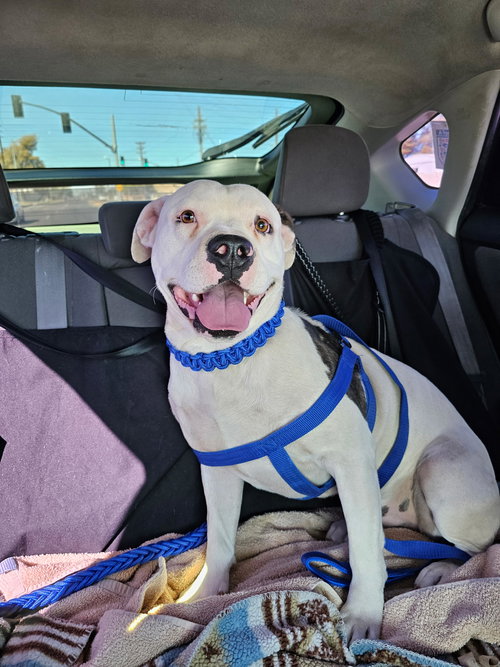 DREAMER - American Pit Bull Terrier available for adoption