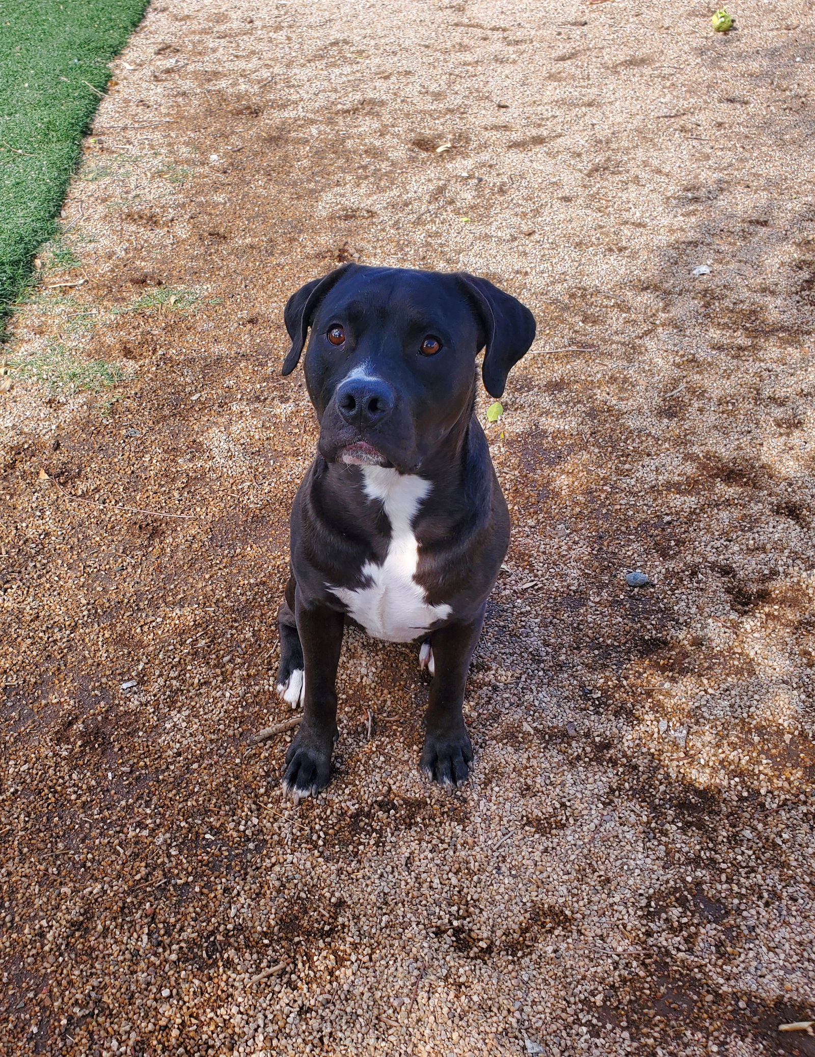adoptable Dog in Chandler, AZ named LUCKY