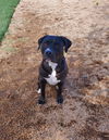 adoptable Dog in  named LUCKY