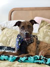 adoptable Dog in  named JACK JACK