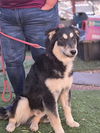 adoptable Dog in  named RUBBLE