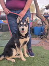adoptable Dog in  named MARSHALL #2