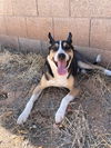 adoptable Dog in  named BUDDY