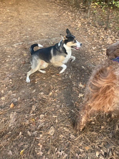 BUDDY - Australian Kelpie / Husky available for adoption