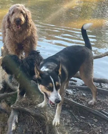 Buddy image 4