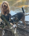 BUDDY - Photo 4