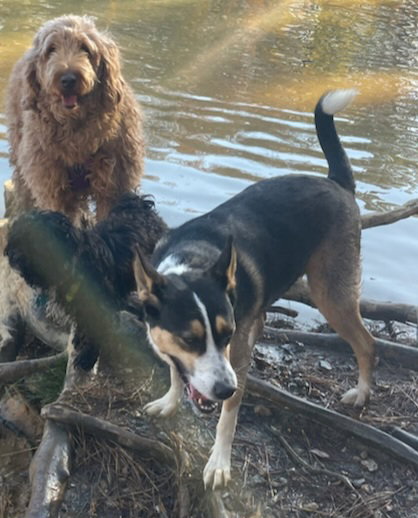 BUDDY photo 4