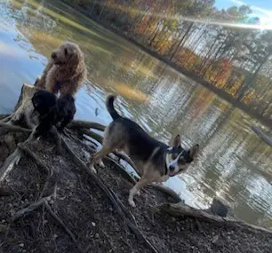 Buddy image 3