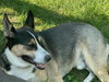 BUDDY - Photo 5