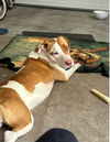 adoptable Dog in  named CHARLIE #24