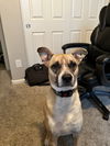 adoptable Dog in  named TEDDY #7