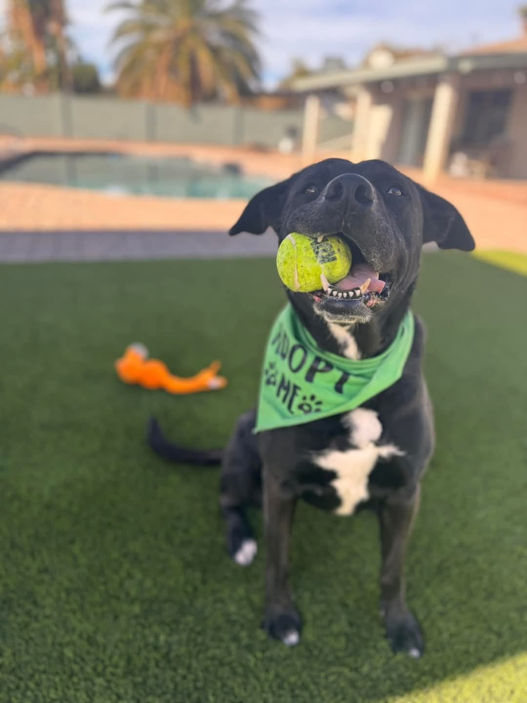 adoptable Dog in Chandler, AZ named TENNIS