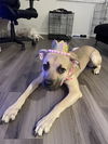 adoptable Dog in  named MOANA