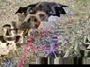 adoptable Dog in  named MACI MAE