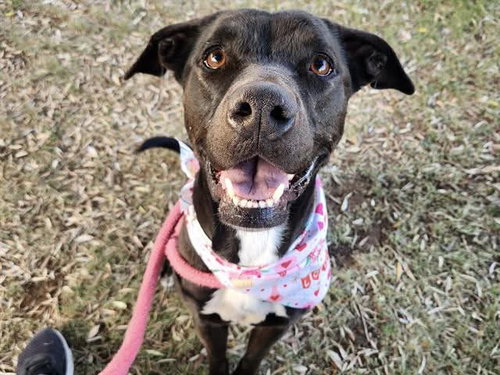 MACI MAE - Labrador Retriever / American Pit Bull Terrier available for adoption