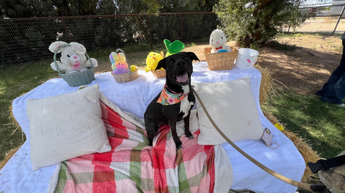 MACI MAE - Labrador Retriever / American Pit Bull Terrier available for adoption