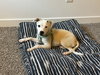 LOLA - Photo 8