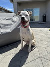 LOLA - Photo 2