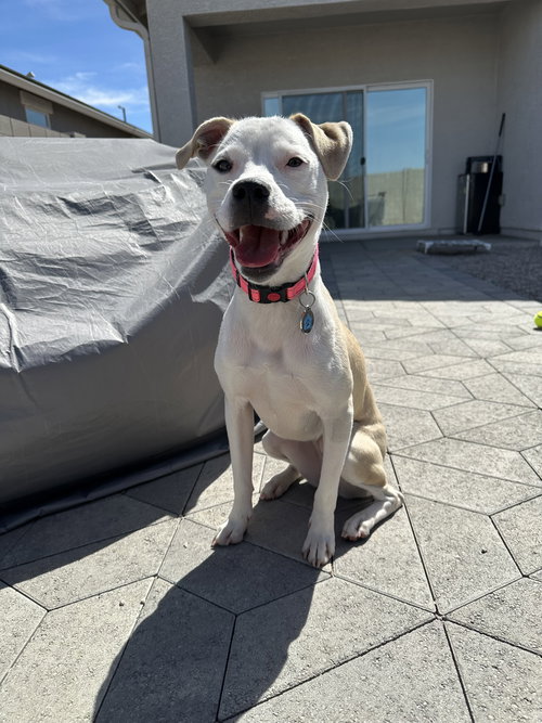 LOLA - Labrador Retriever / Pit Bull Terrier available for adoption