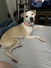LOLA - Photo 4