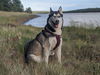 adoptable Dog in  named MADDIE #3