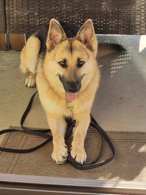 PALOMO - German Shepherd Dog available for adoption