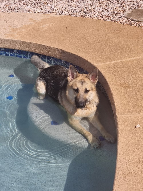 PALOMO - German Shepherd Dog available for adoption