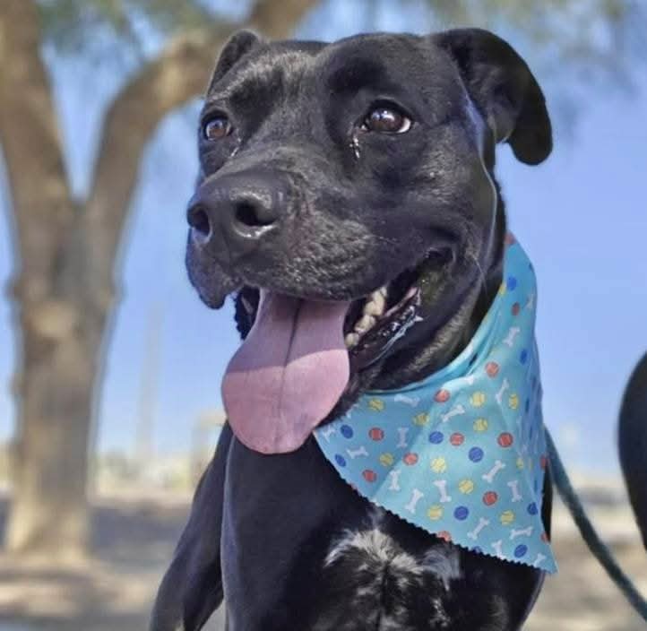 adoptable Dog in Chandler, AZ named BERETTA