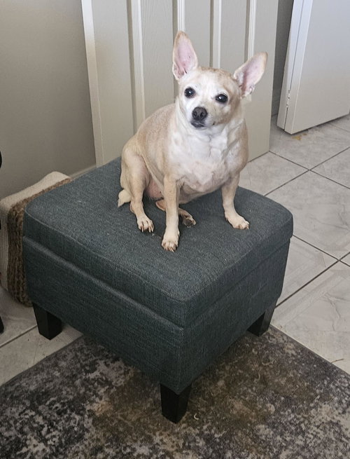NONA - Chihuahua available for adoption
