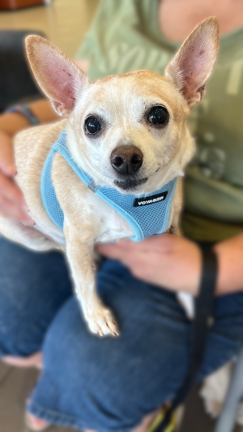 NONA - Chihuahua available for adoption
