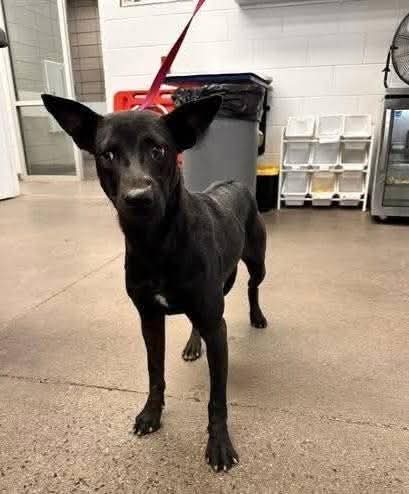 adoptable Dog in Chandler, AZ named SMAUG