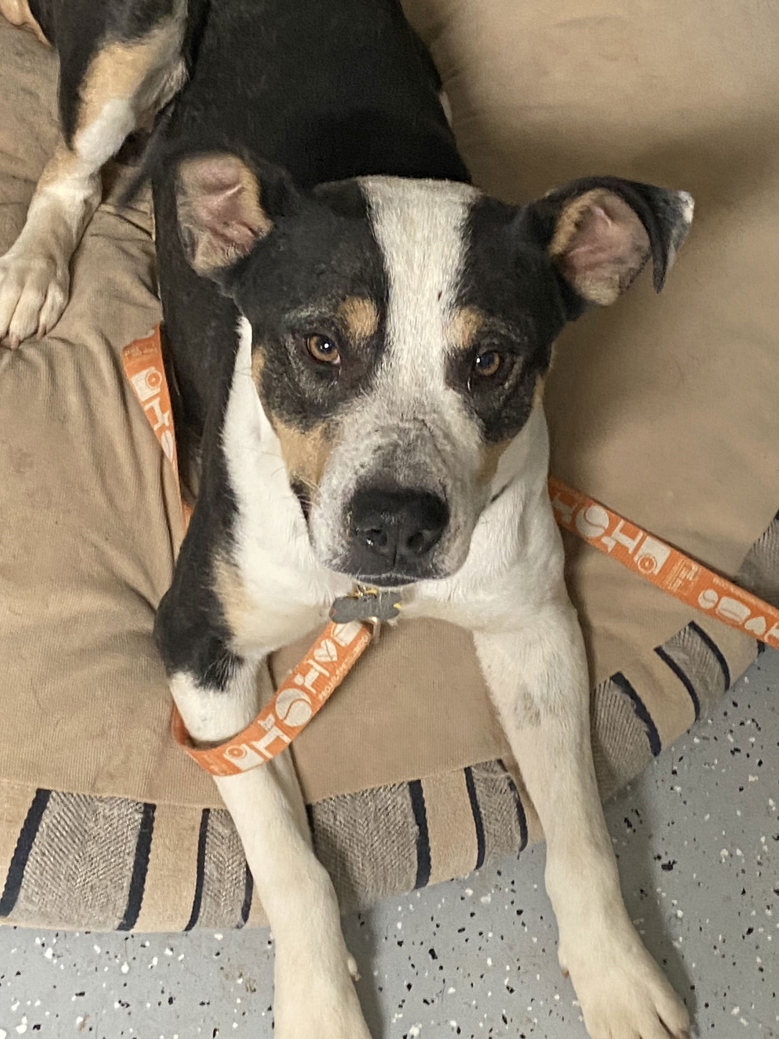 adoptable Dog in Chandler, AZ named CHURRO #2