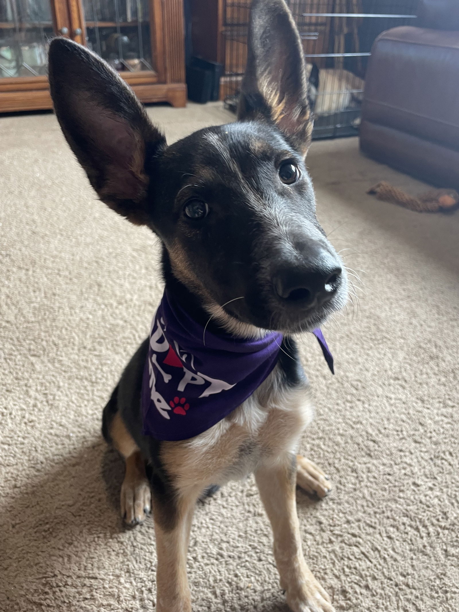 adoptable Dog in Chandler, AZ named RAVEN #2