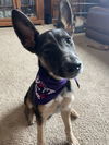 adoptable Dog in  named RAVEN #2