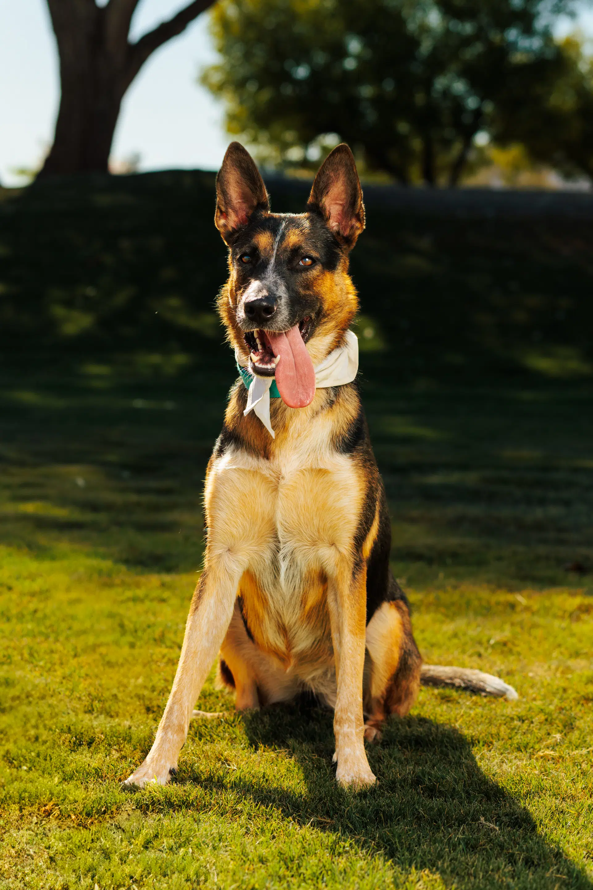 Raven - German Shepherd Dog