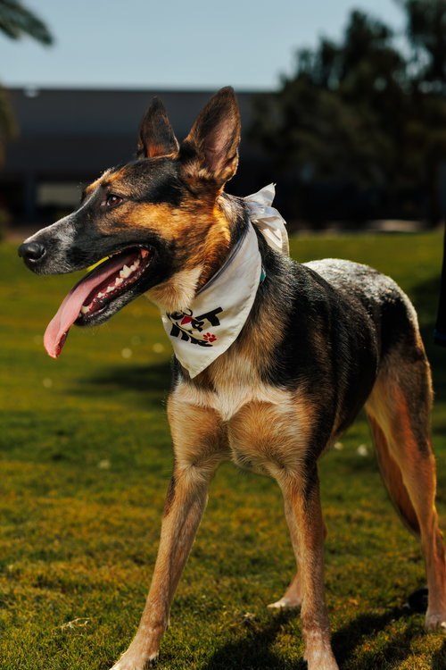 RAVEN #2 - German Shepherd Dog / Cattle Dog available for adoption