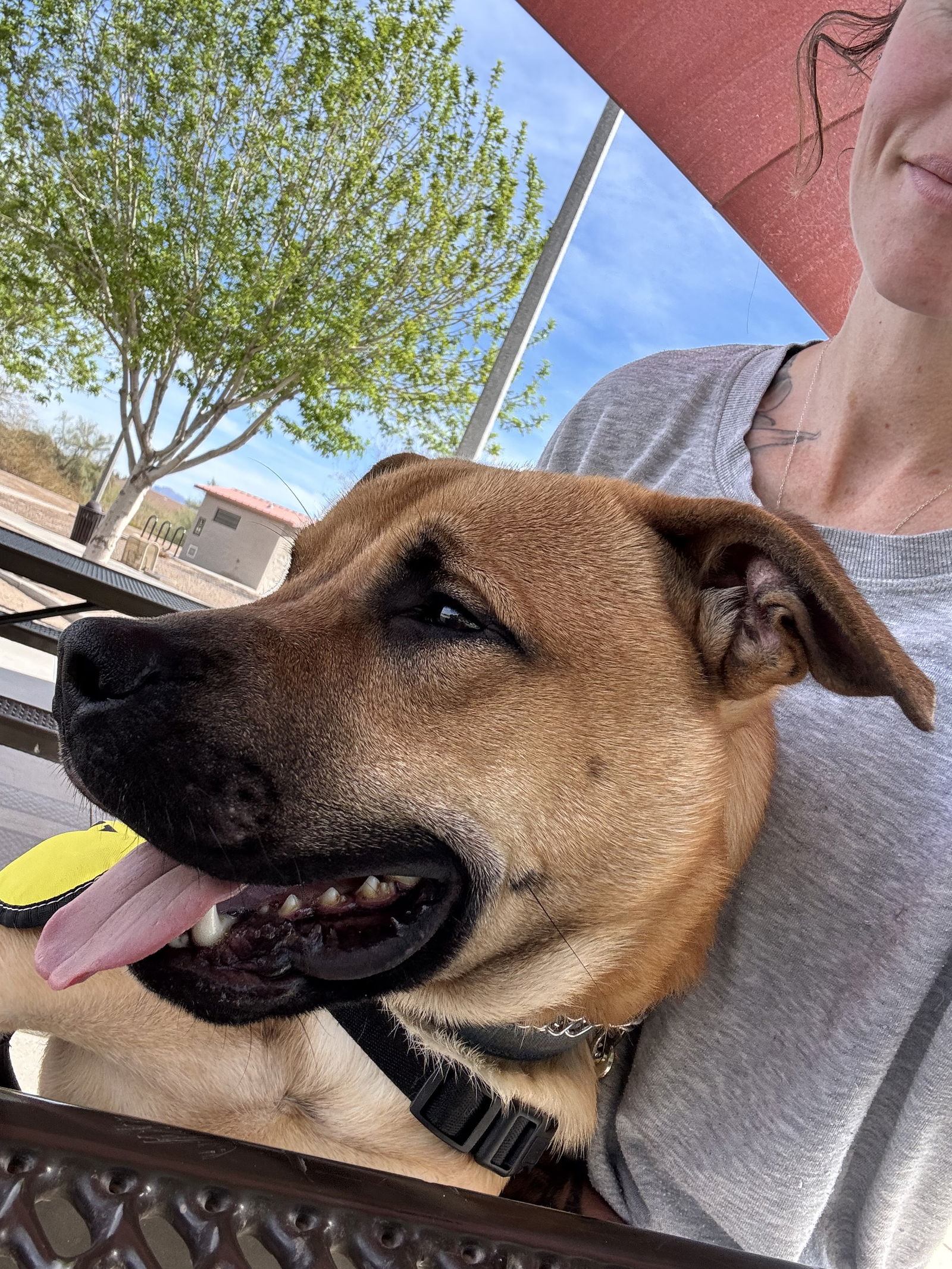 adoptable Dog in Chandler, AZ named TEDDY #8
